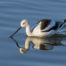 American Avocet Swimming Reflected