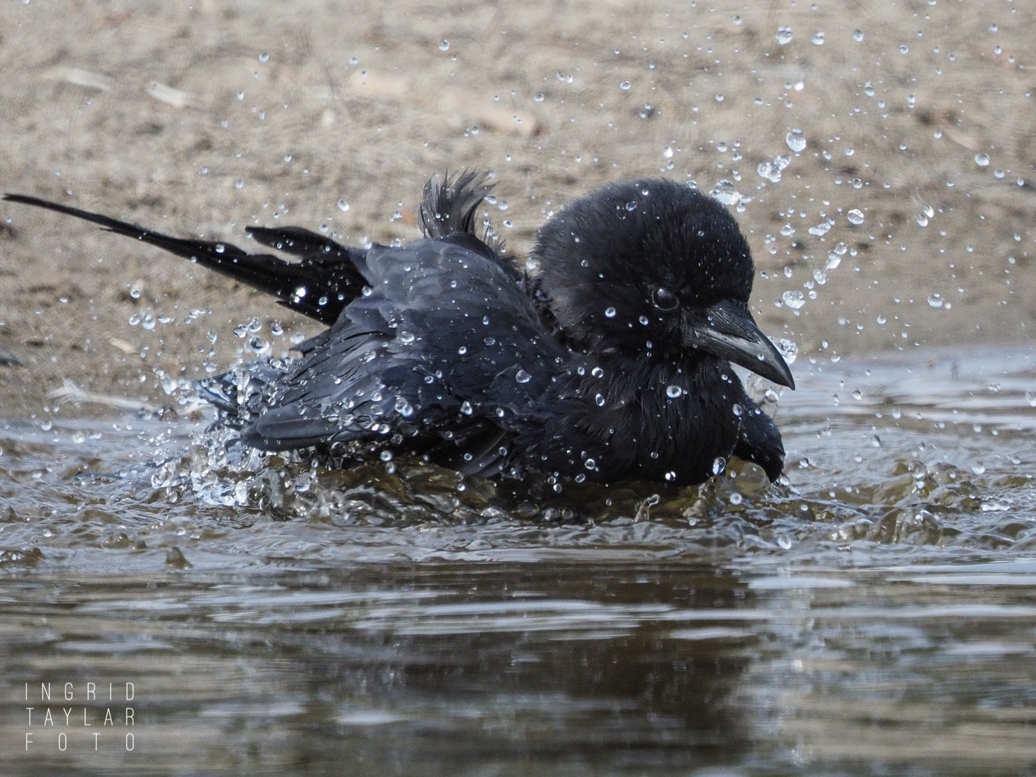 American Crow Bathing