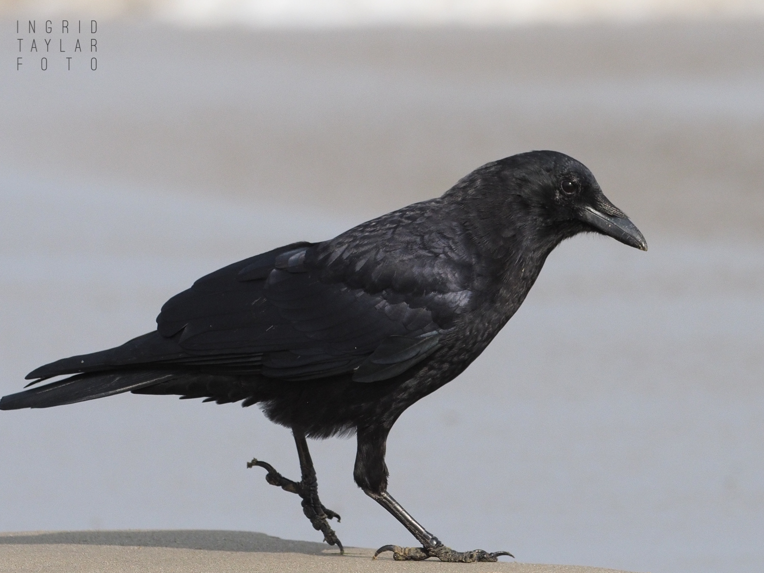 American Crow Foraging on Beach