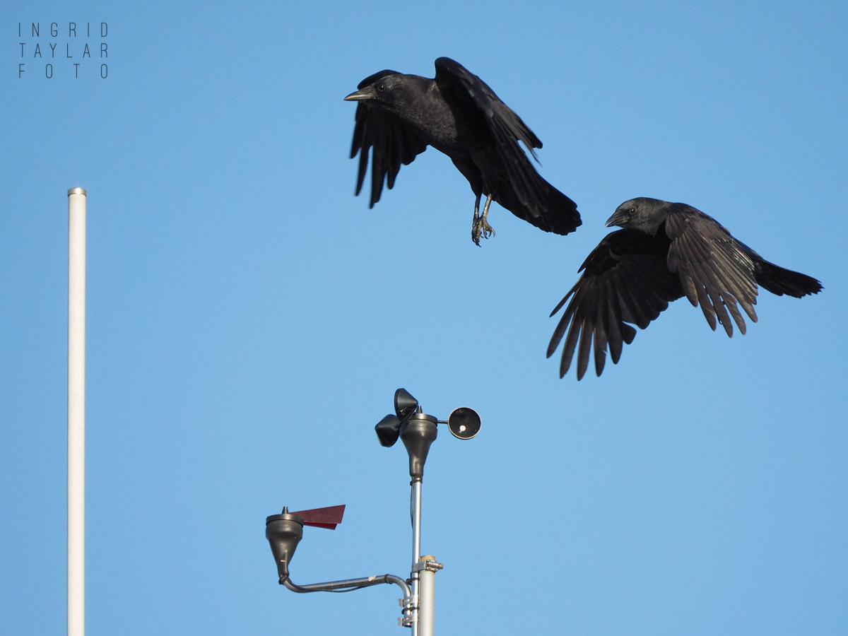 American Crows Playing on Anemometer at Ballard Locks