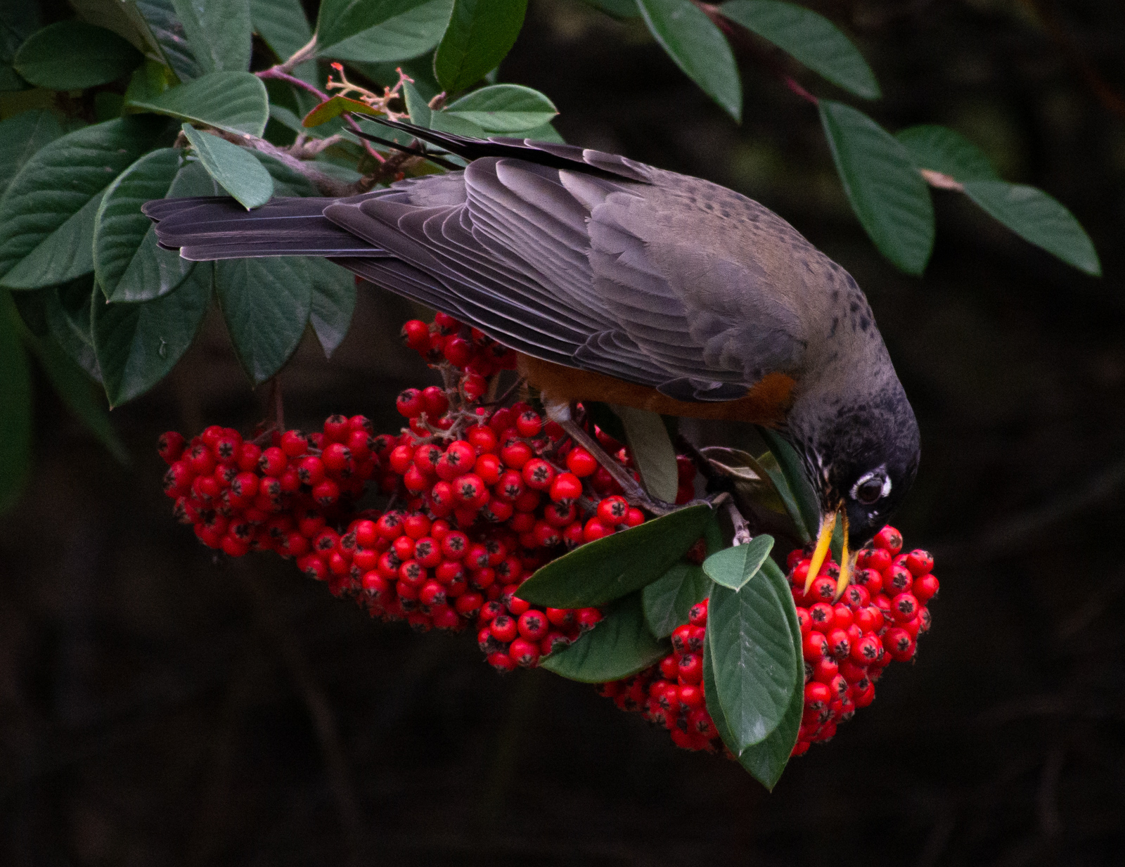 American Robin Eating Berries from Bunch
