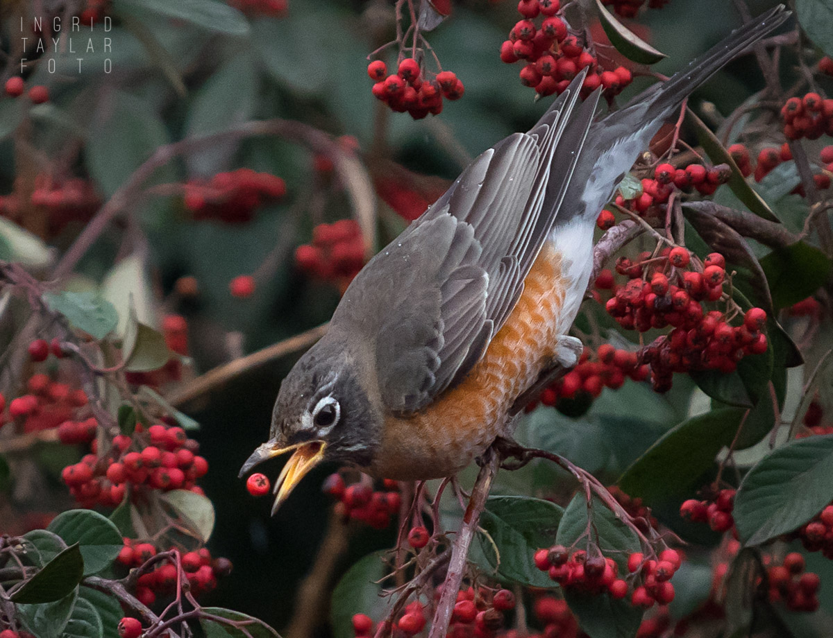 American Robin Eating Cotoneaster Berries