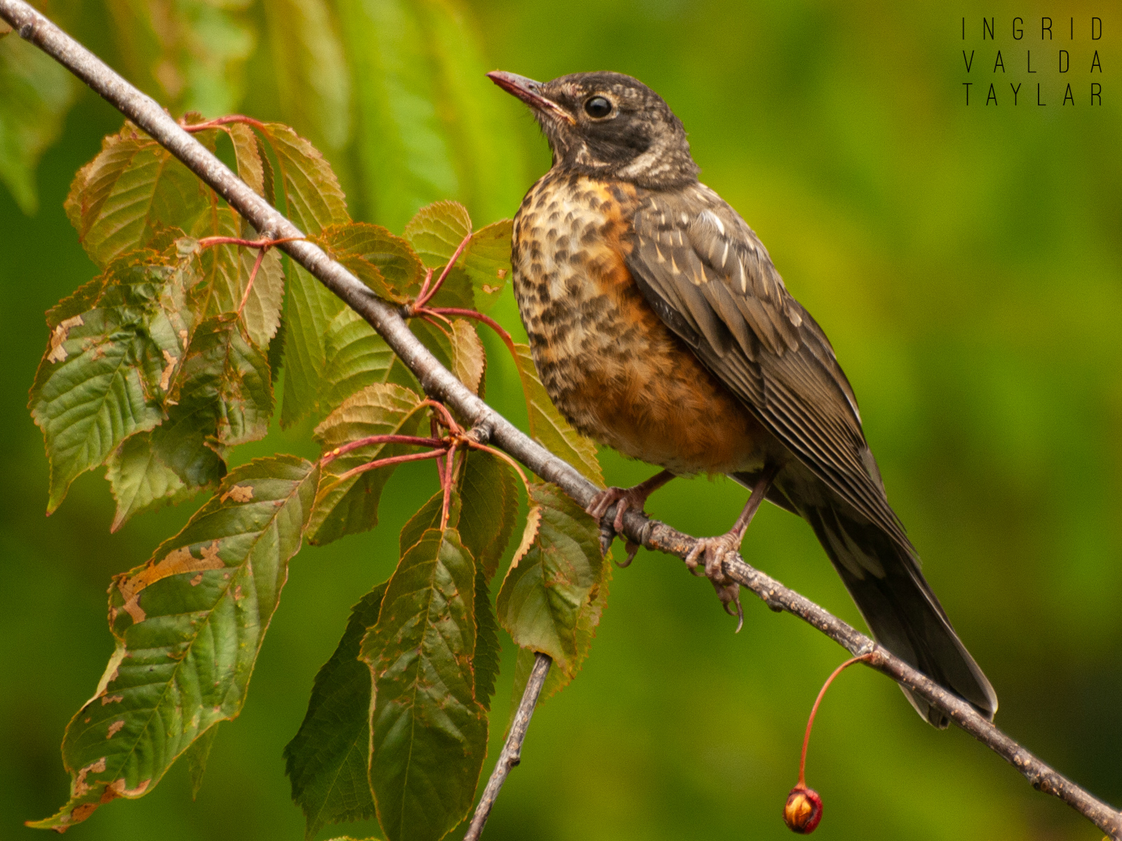 American Robin Juvenile in Tree Branches