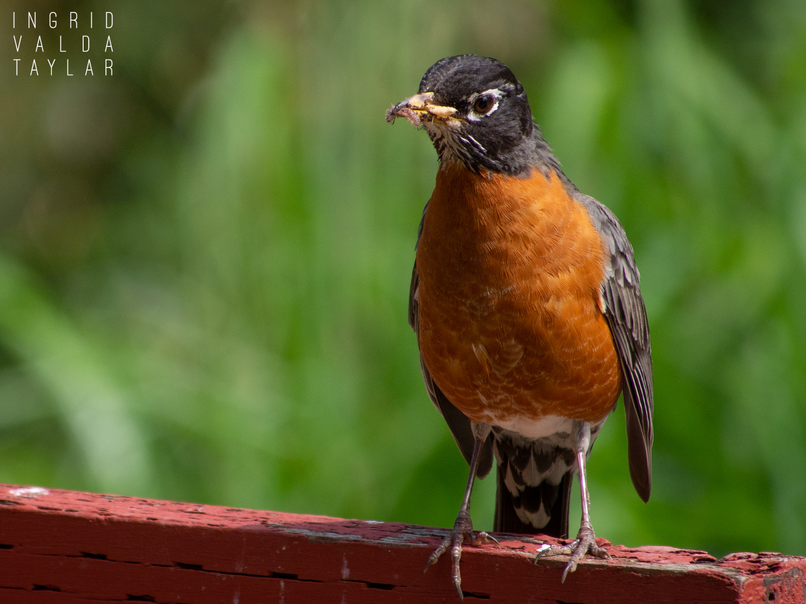 American Robin with Insect Meal