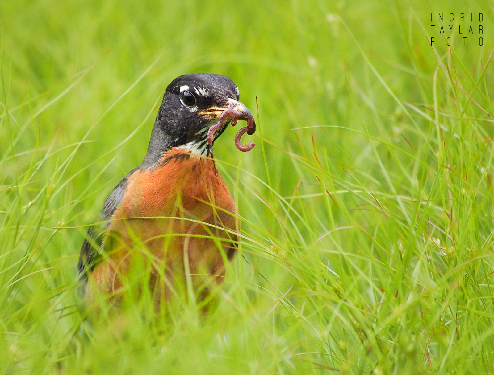 American Robin with Worms