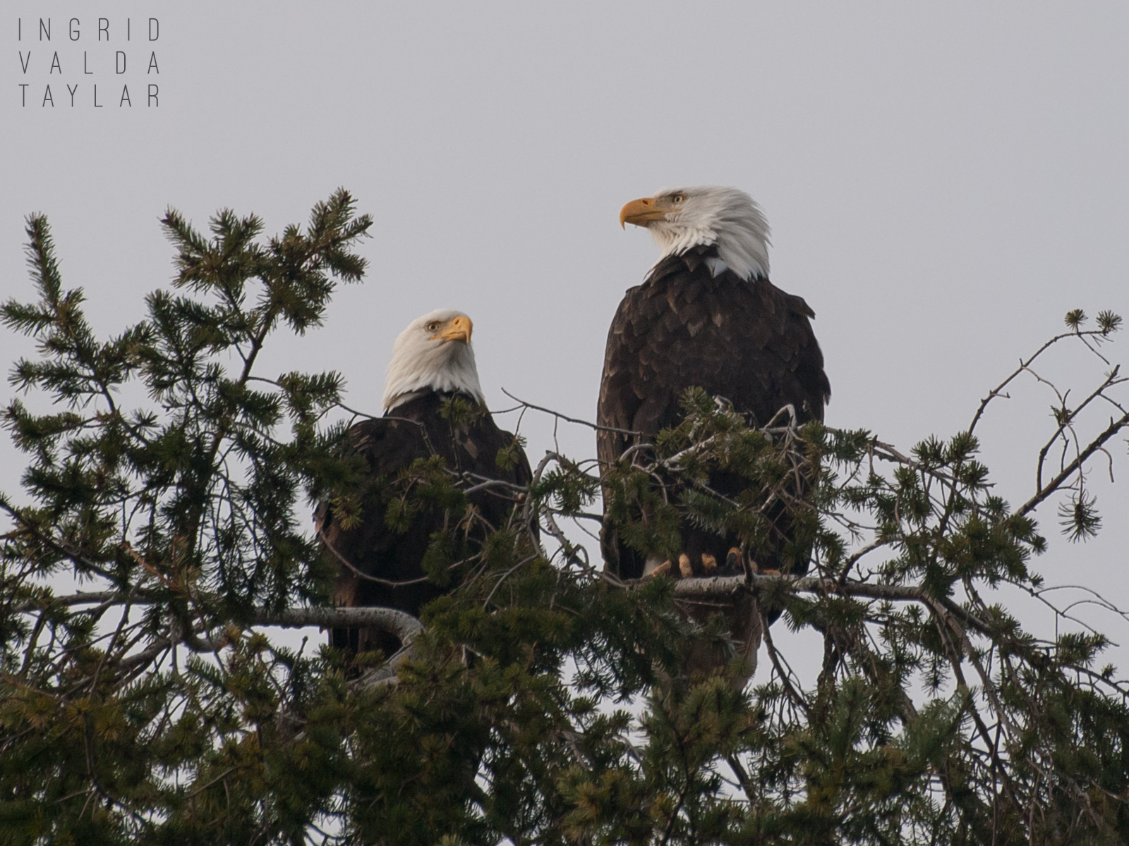 Bald Eagle Pair in British Columbia