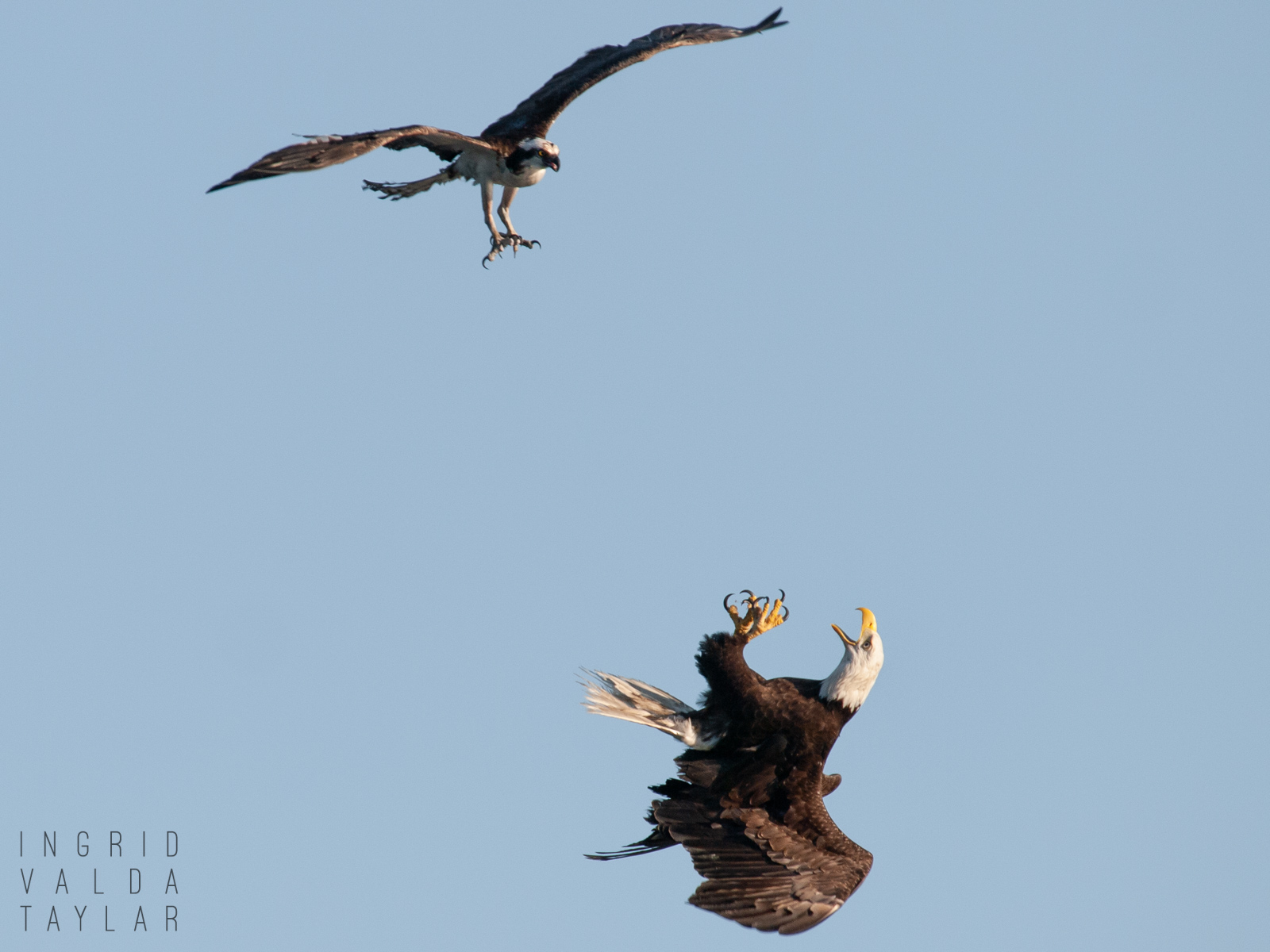 Bald Eagle and Osprey Territorial Conflict