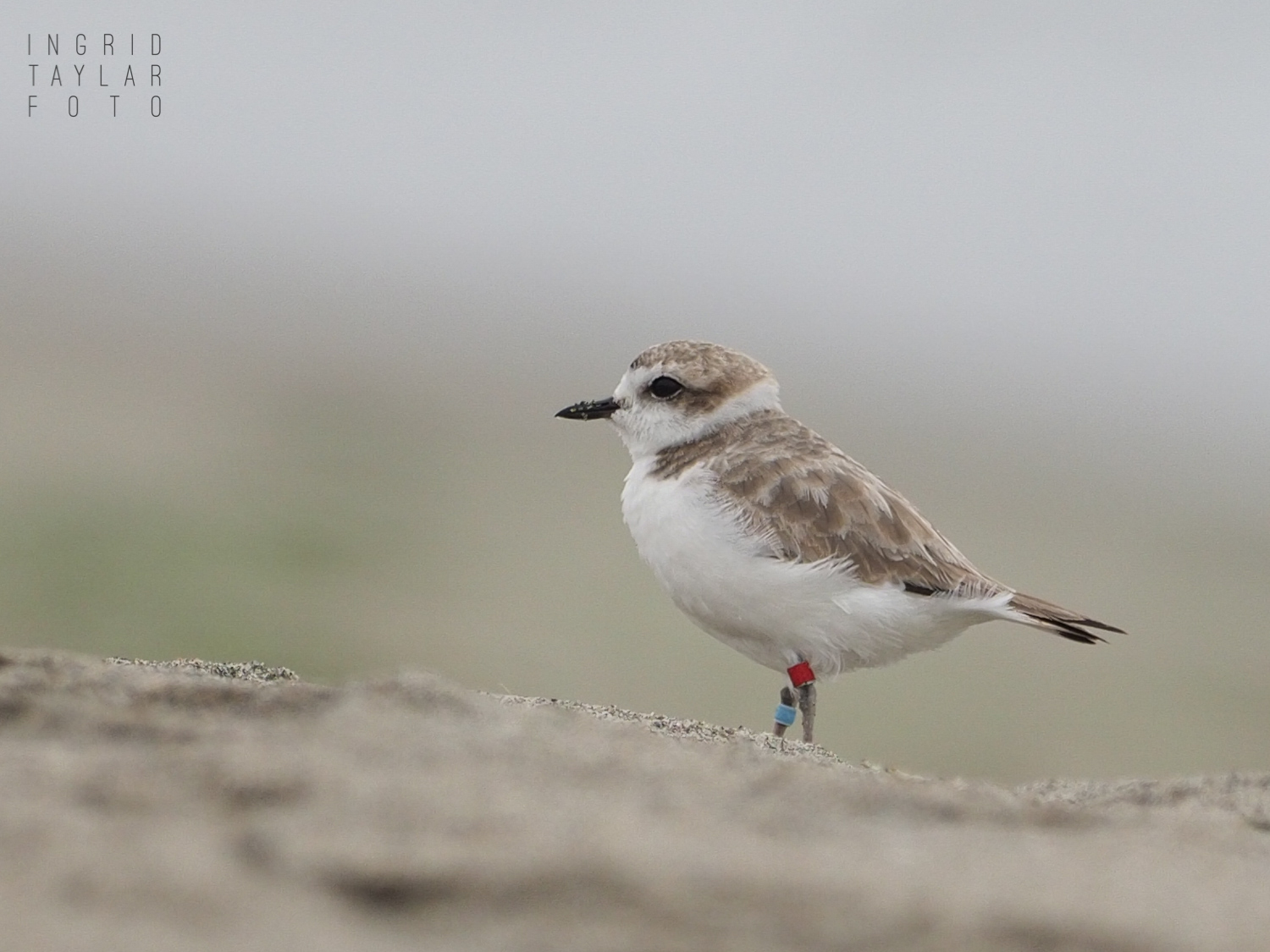 Banded Snowy Plover on Beach