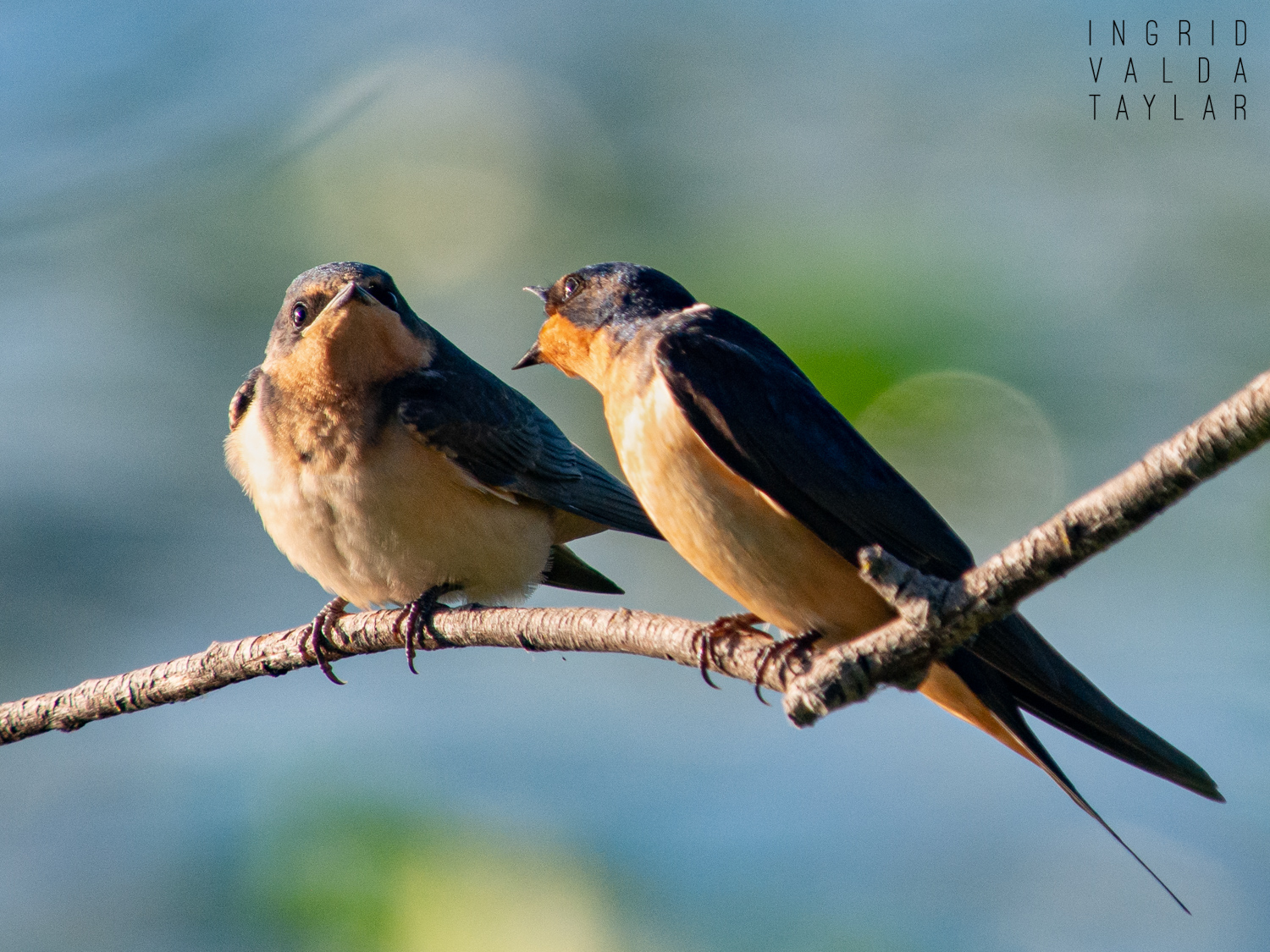 Barn Swallow Parent and Chick 1500
