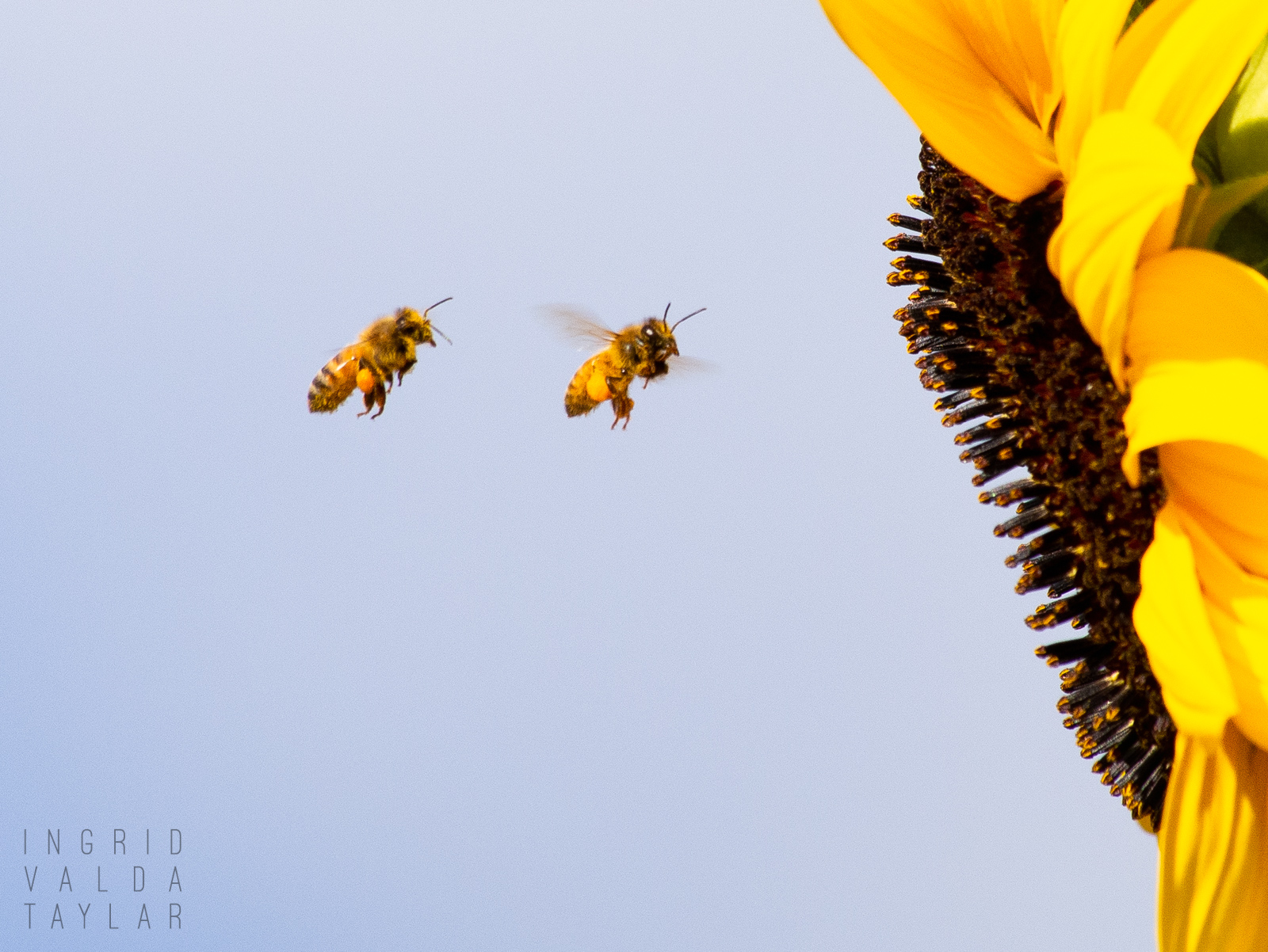 Bees Returning to the Mother Ship