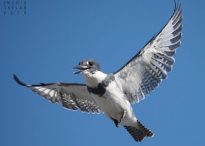 Male Belted Kingfisher in Flight