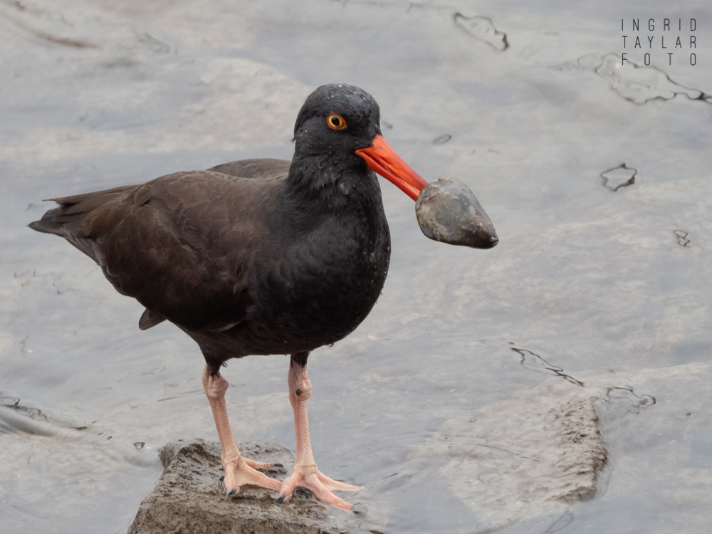 Black Oystercatcher with Mollusk