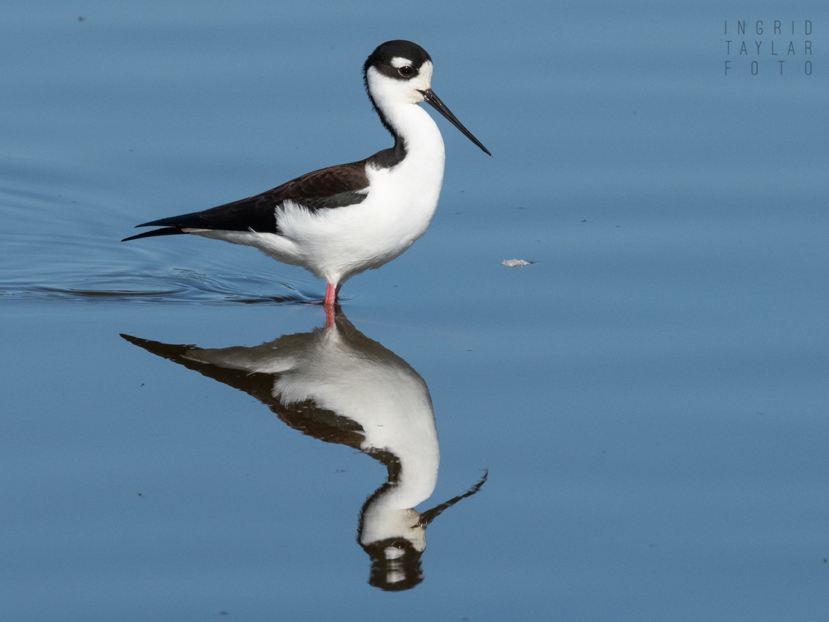 Black-necked Stilt aReflected in Water
