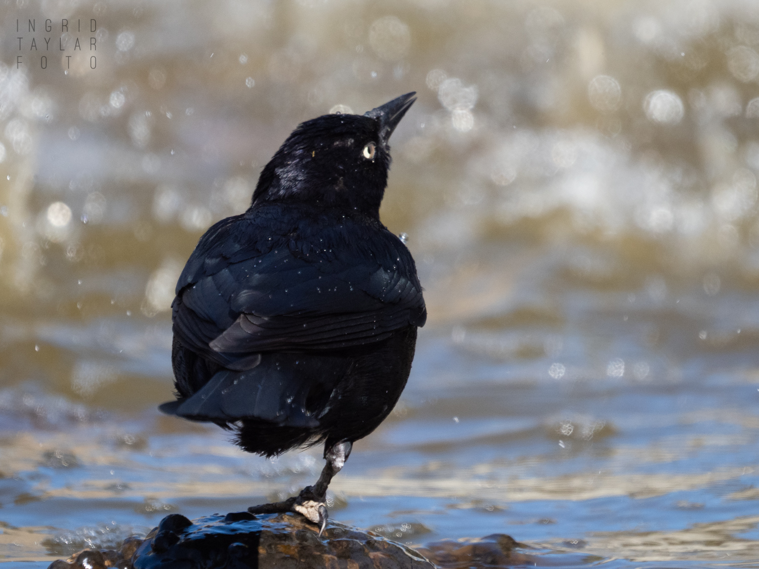 Brewer's Blackbird Male in Water Droplets