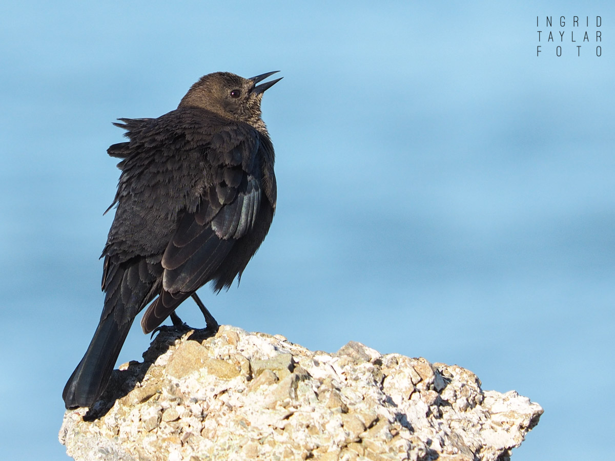 Blackbird on a Cairn