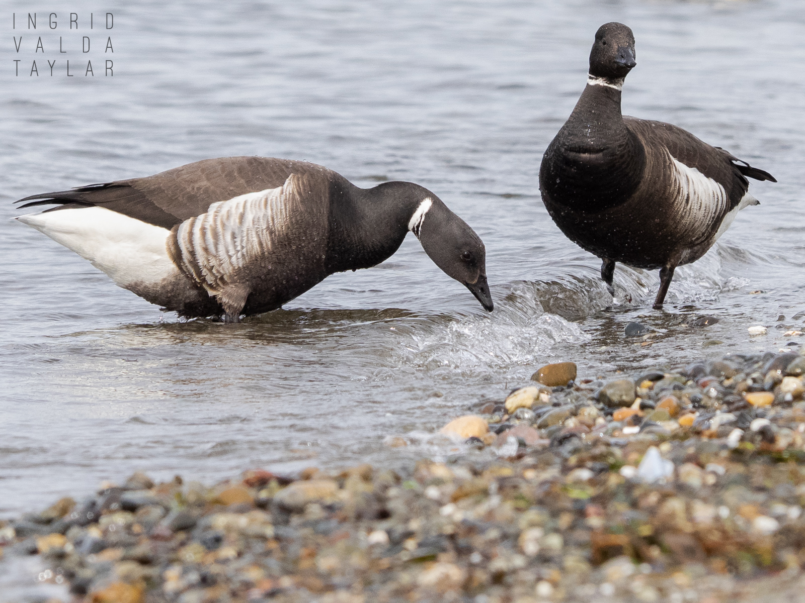 Brant Geese Foraging on Puget Sound
