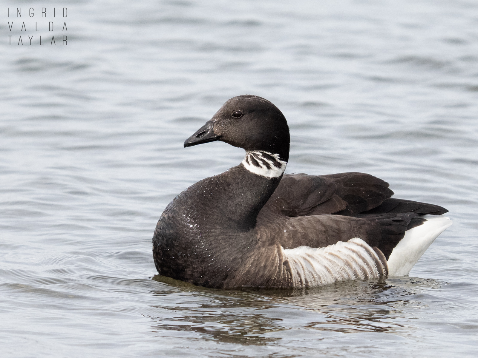Brant Goose on Puget Sound