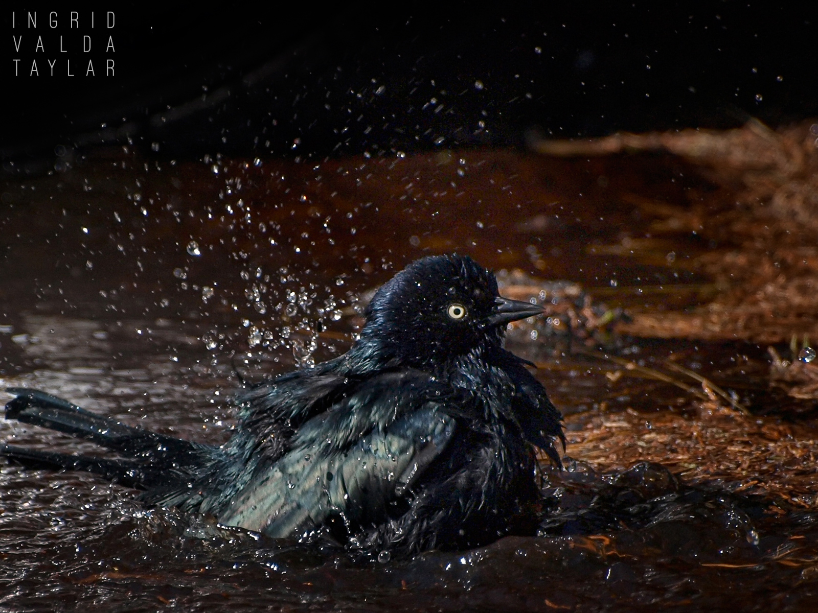 Brewer's Blackbird Bathing in Puddle