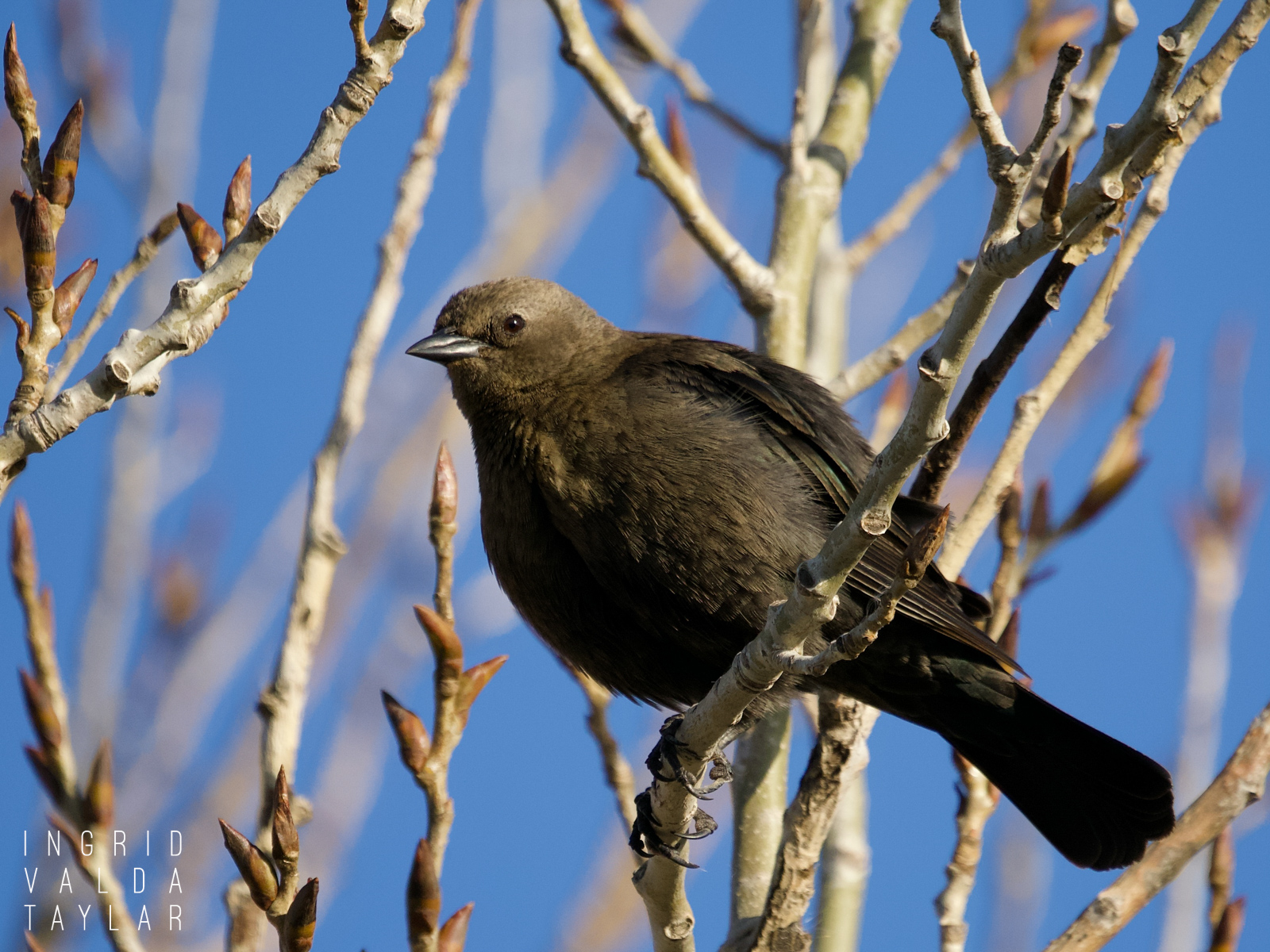 Brewer's Blackbird Female in Tree