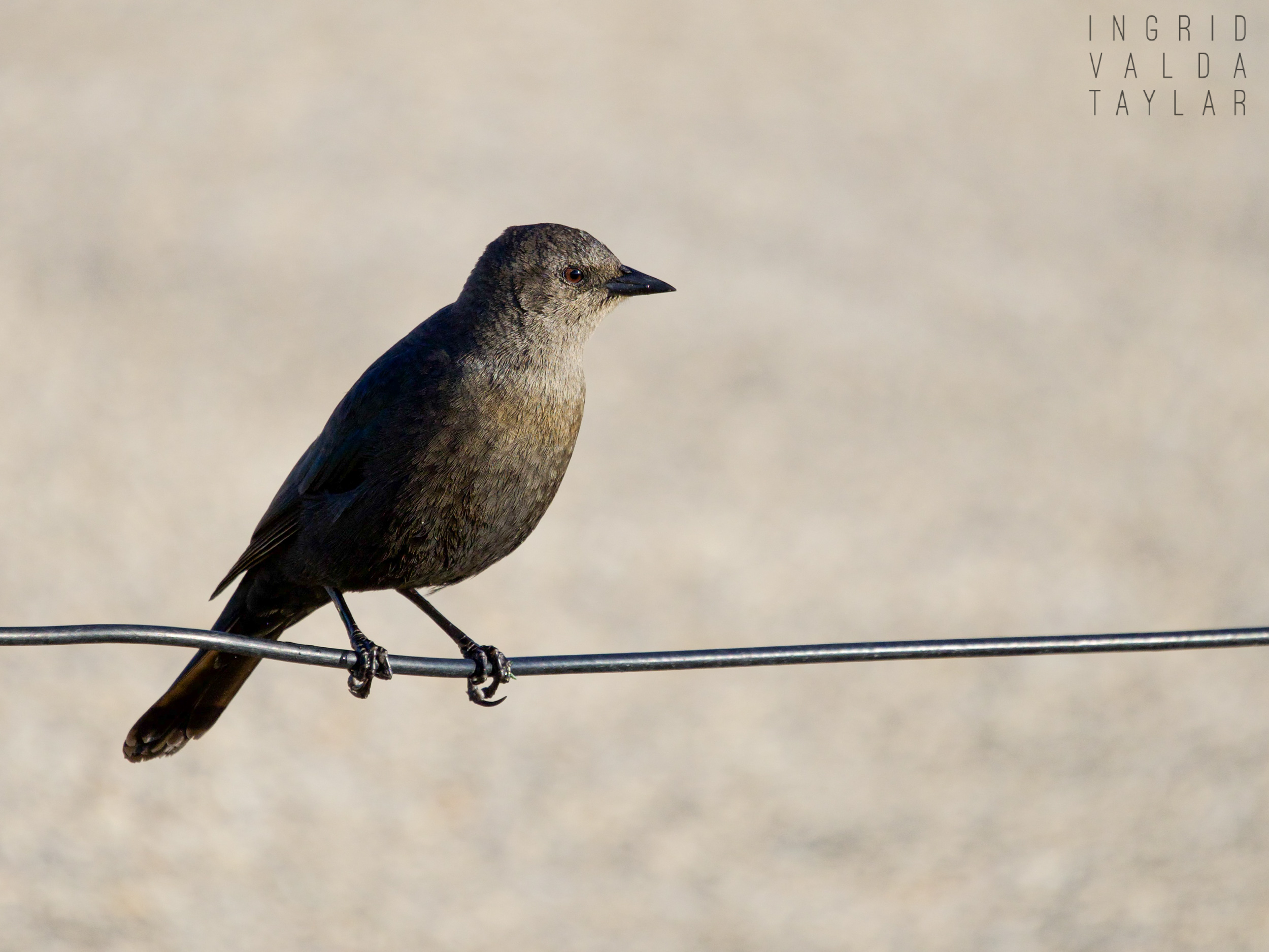 Brewer's Blackbird Female on Cable