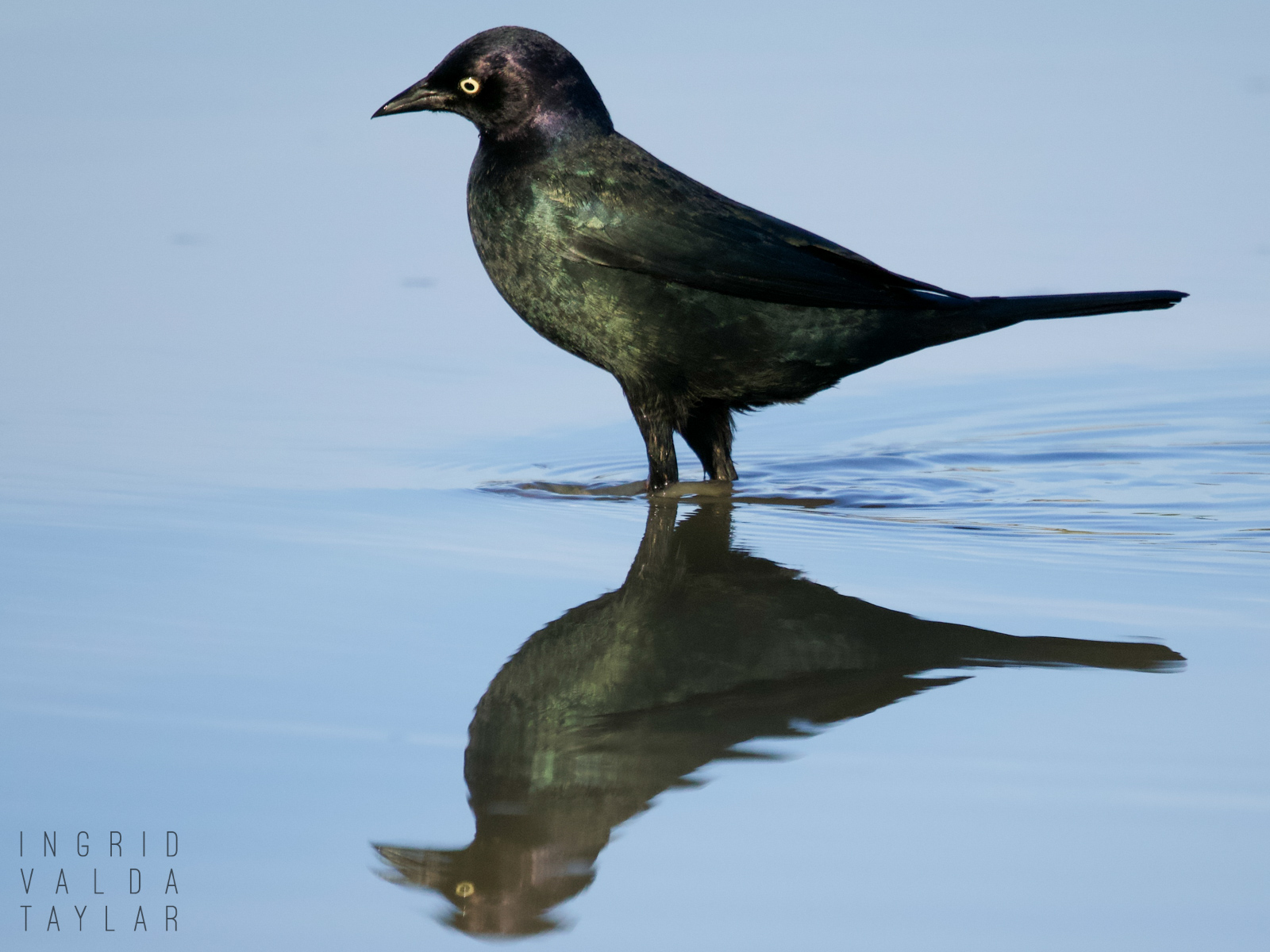 Brewer's Blackbird Reflected in Still Water
