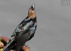 Brown-Headed Cowbird in Golden Gate Park 2024