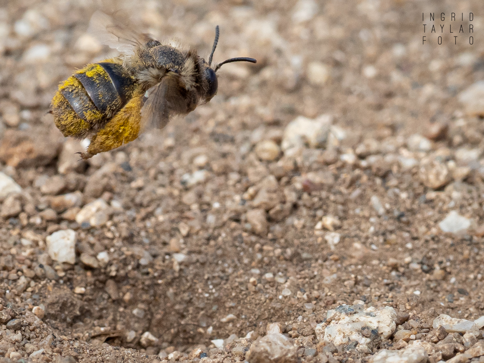 Burrowing Bee at Bodega Head
