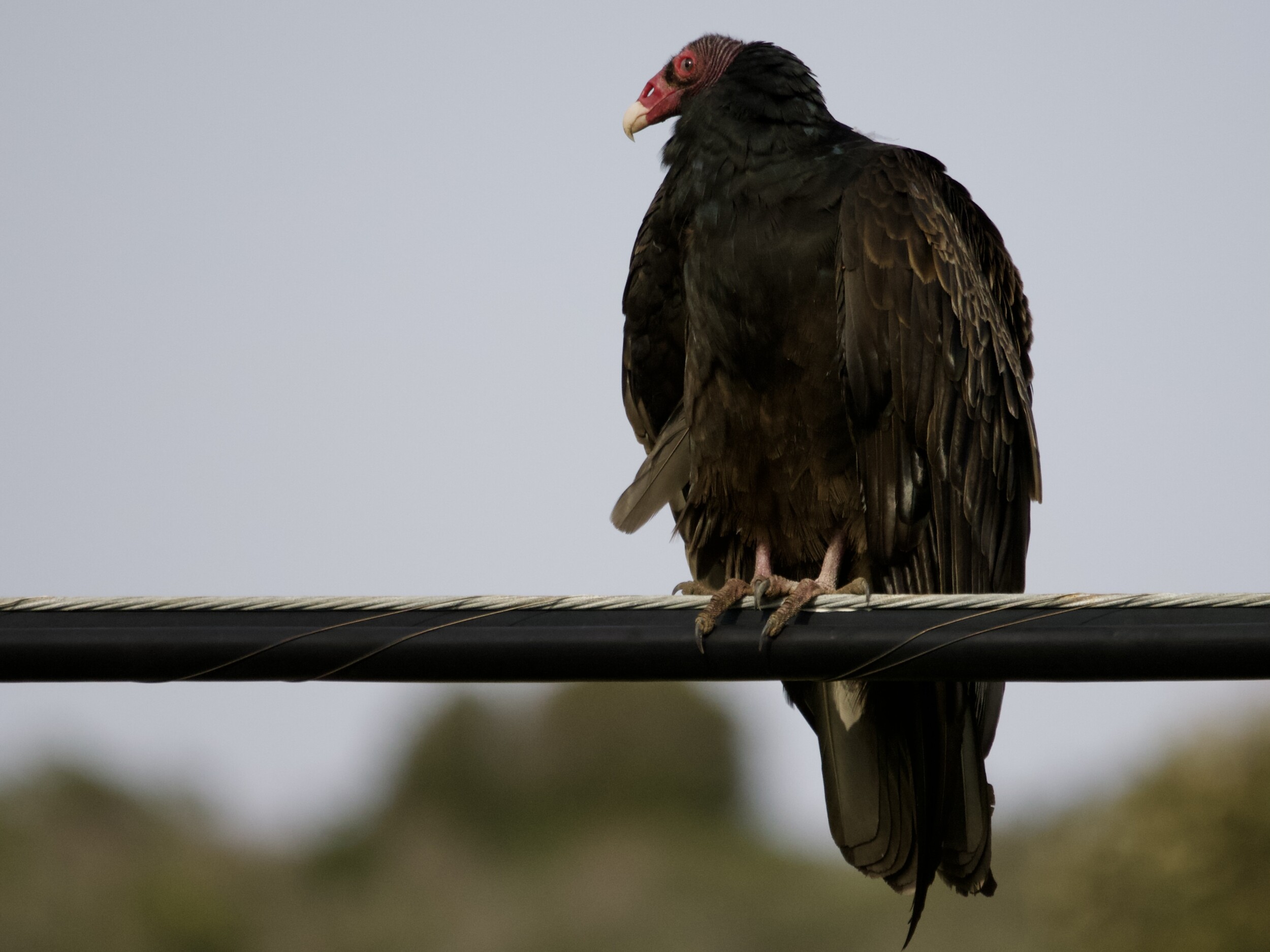 Turkey Vulture on Utility Cable at Point Molate