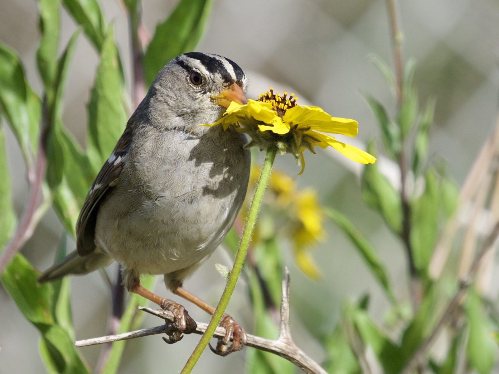 White-Crowned Sparrow Eating Yellow Flower