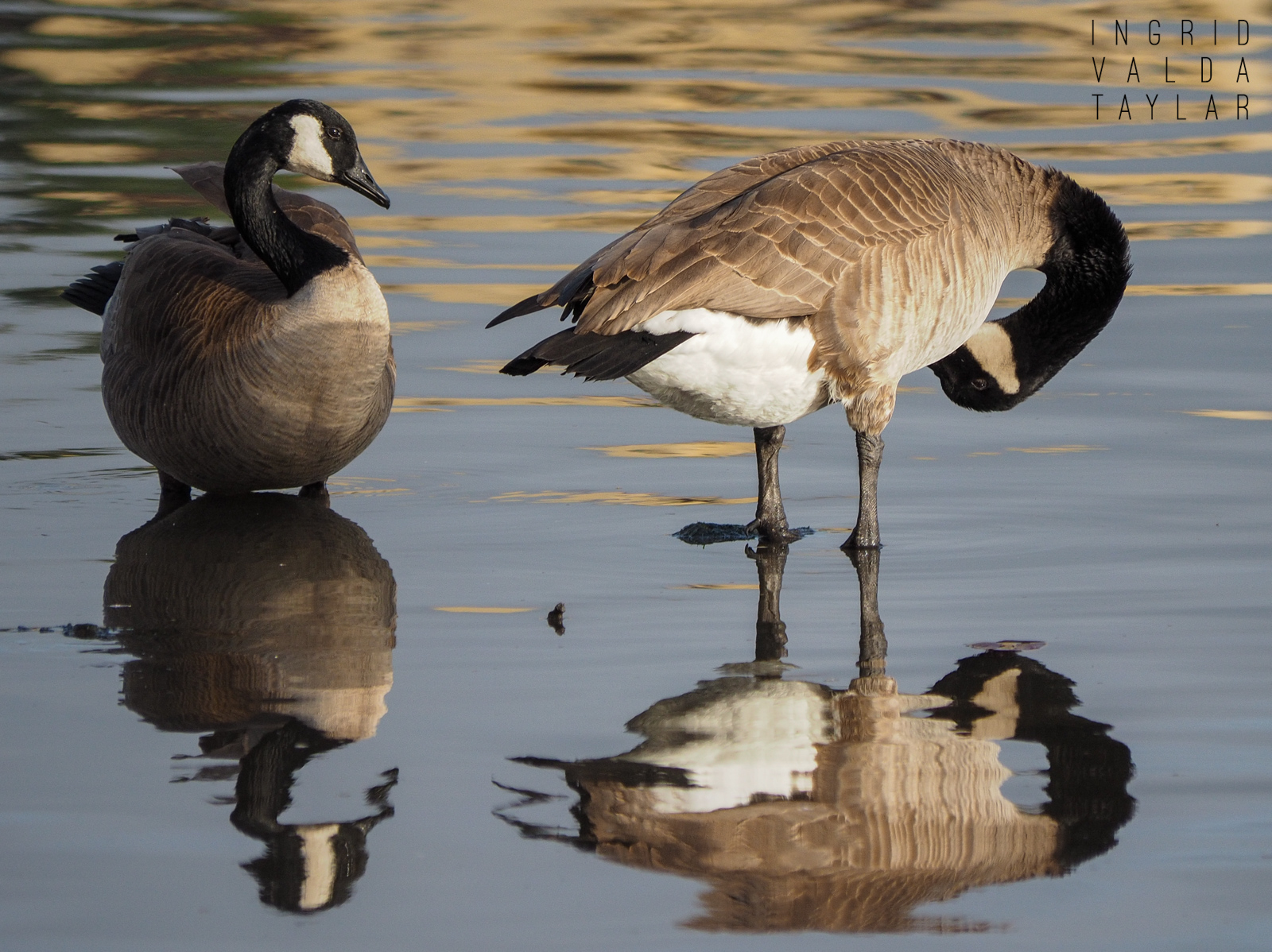 Canada Geese Reflected in Lake Union Seattle
