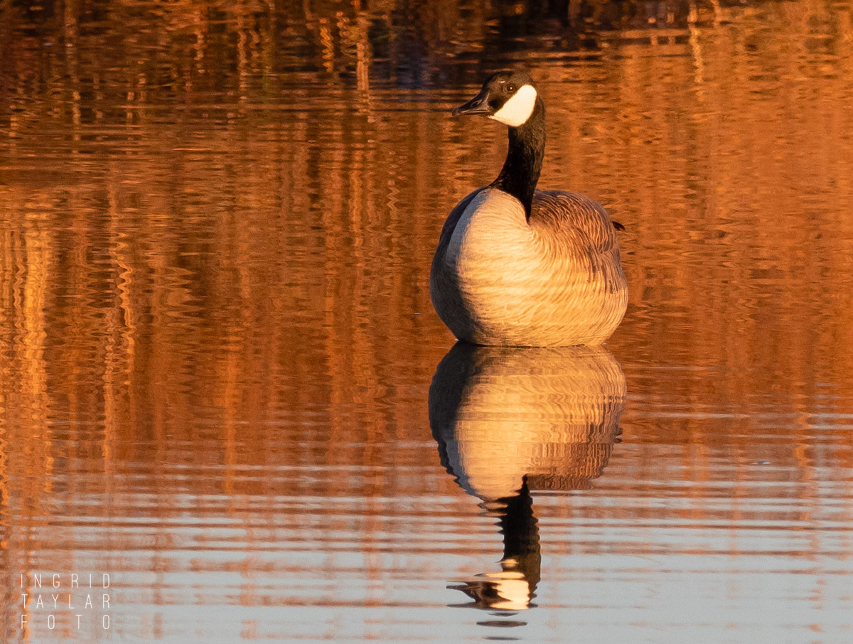 Canada Goose Reflected in Dawn Light