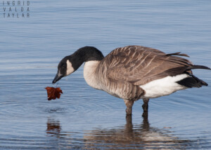 Canada Goose With Autumn Maple Leaf
