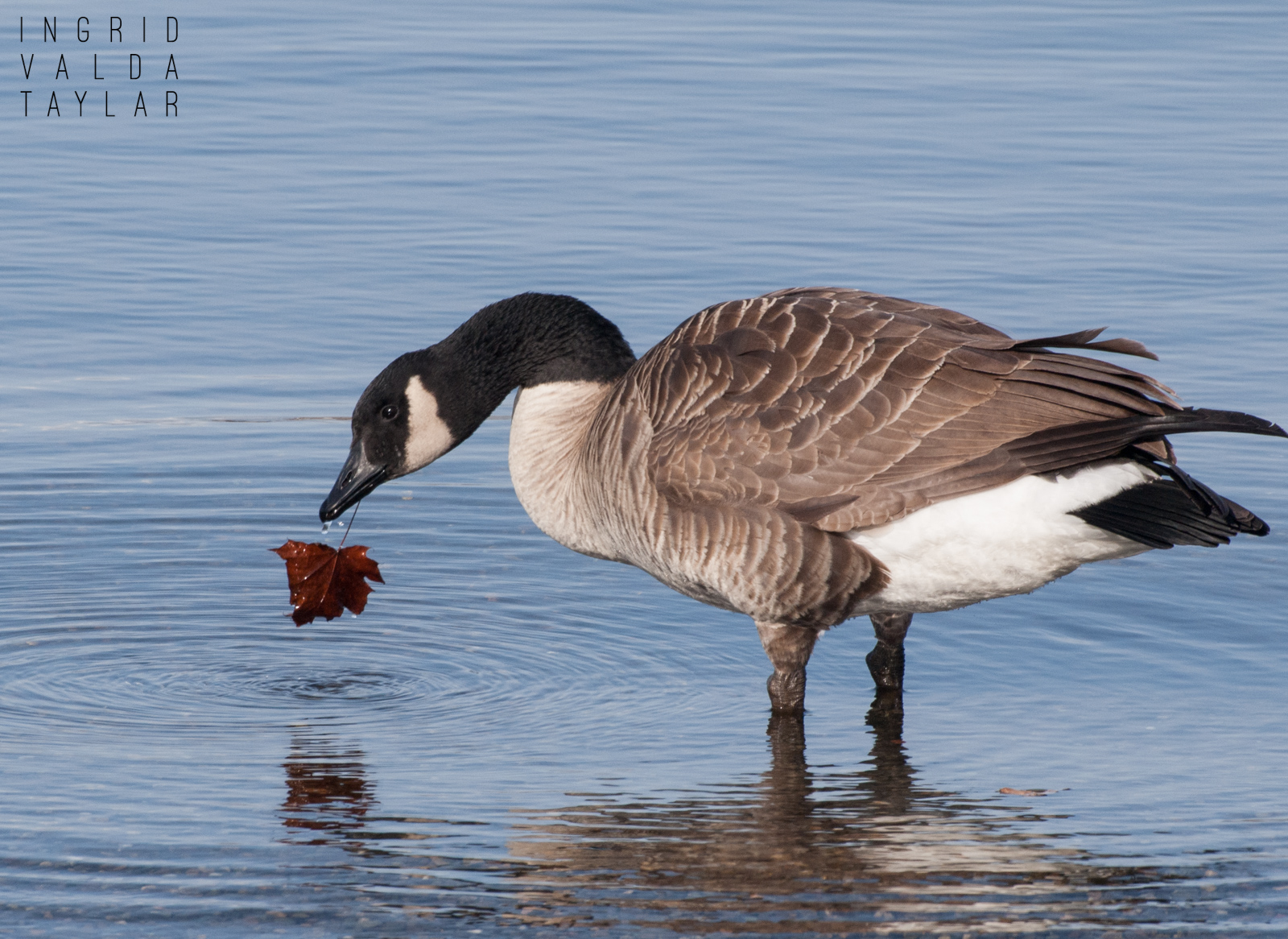 Canada Goose With Autumn Maple Leaf
