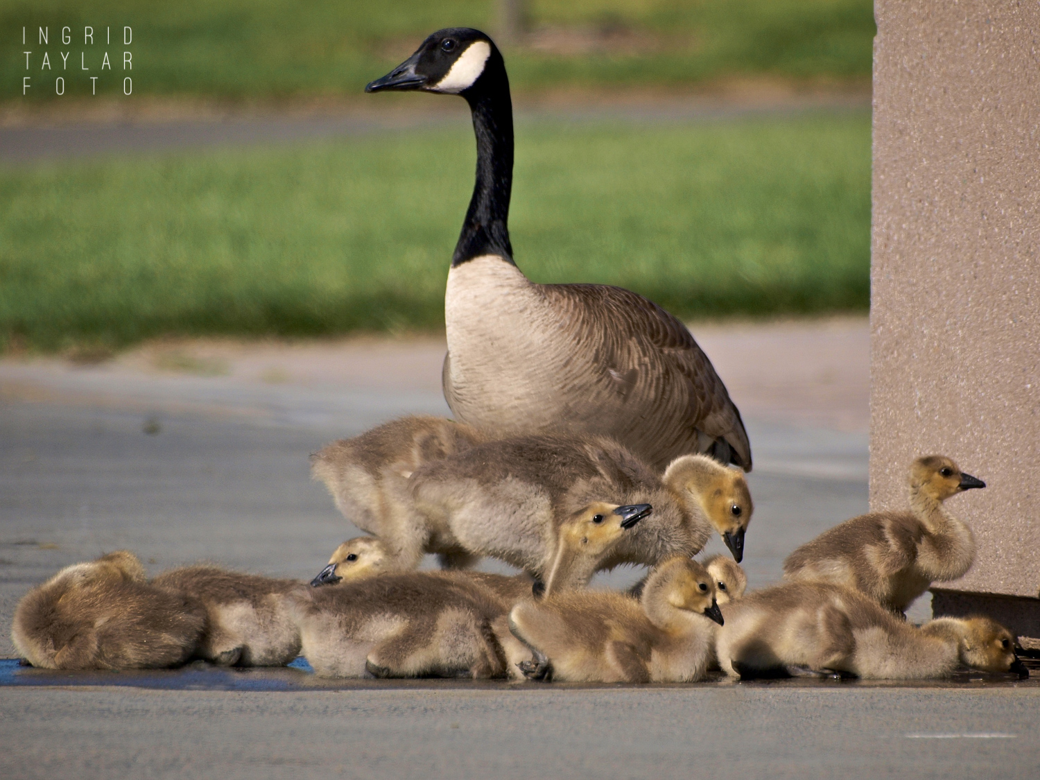 Canada Goose with Goslings in Urban Park