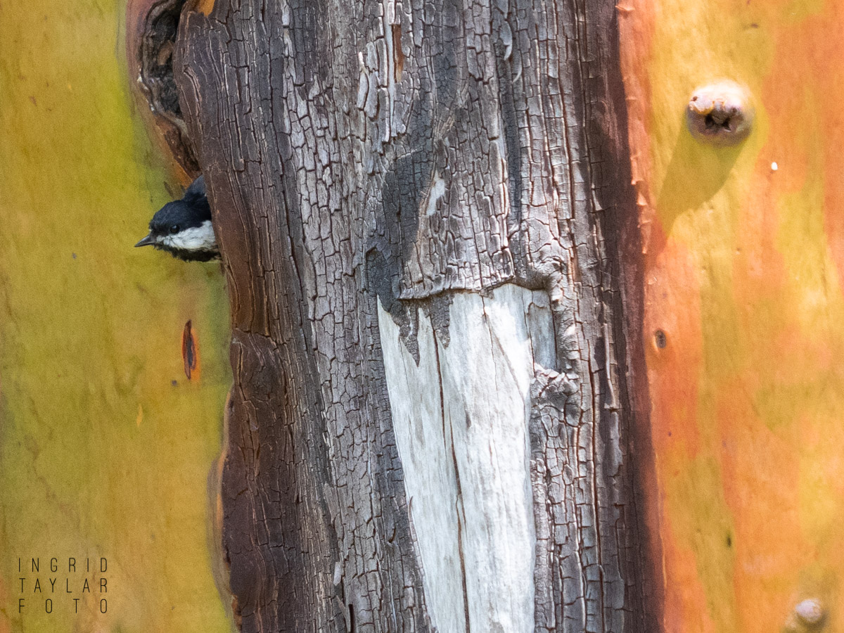 Chickadee in Tree Cavity