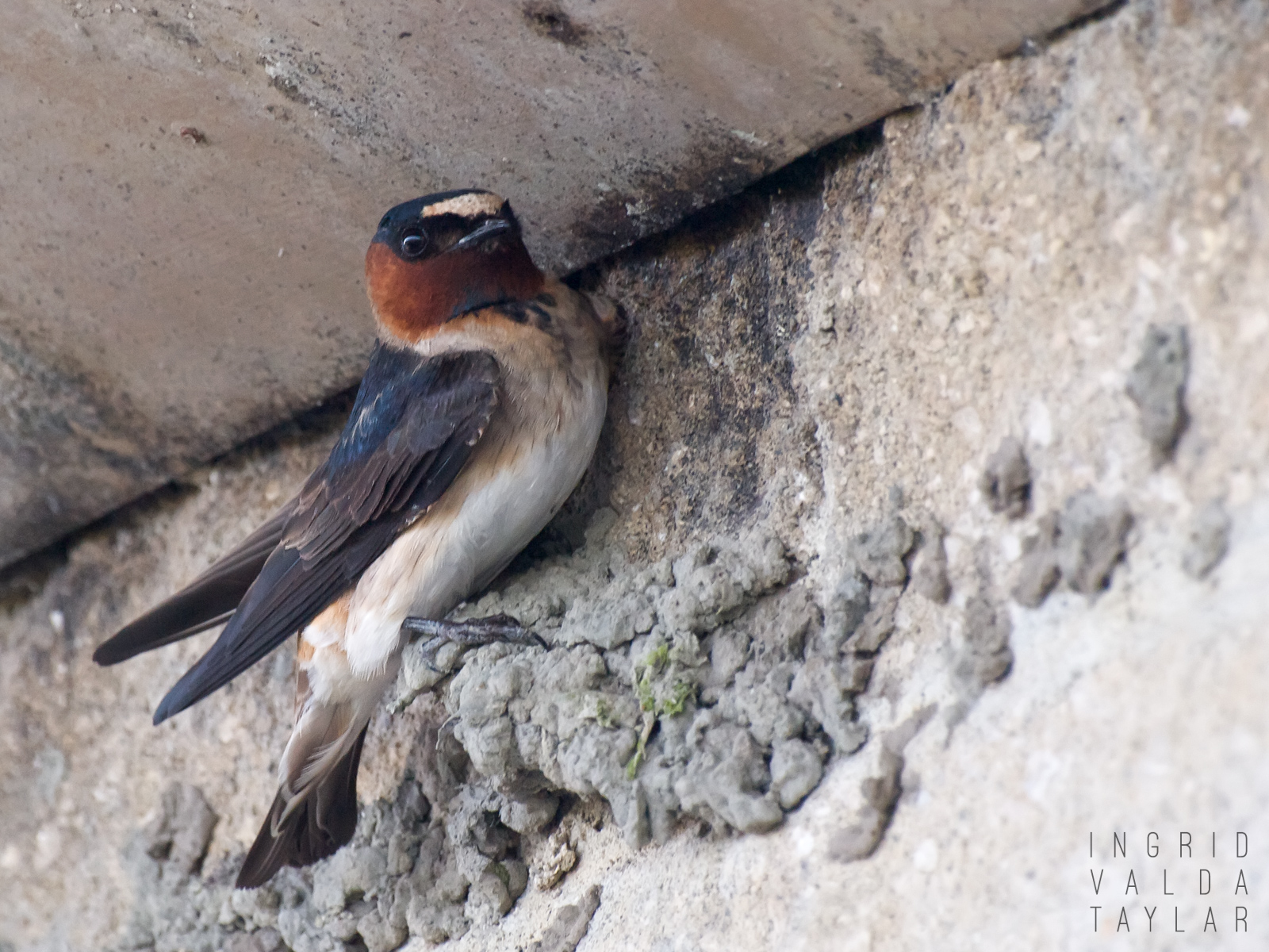 Cliff Swallow Building Nest at Palo Alto Baylands