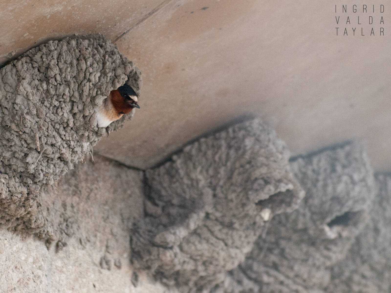 Cliff Swallow in Nest