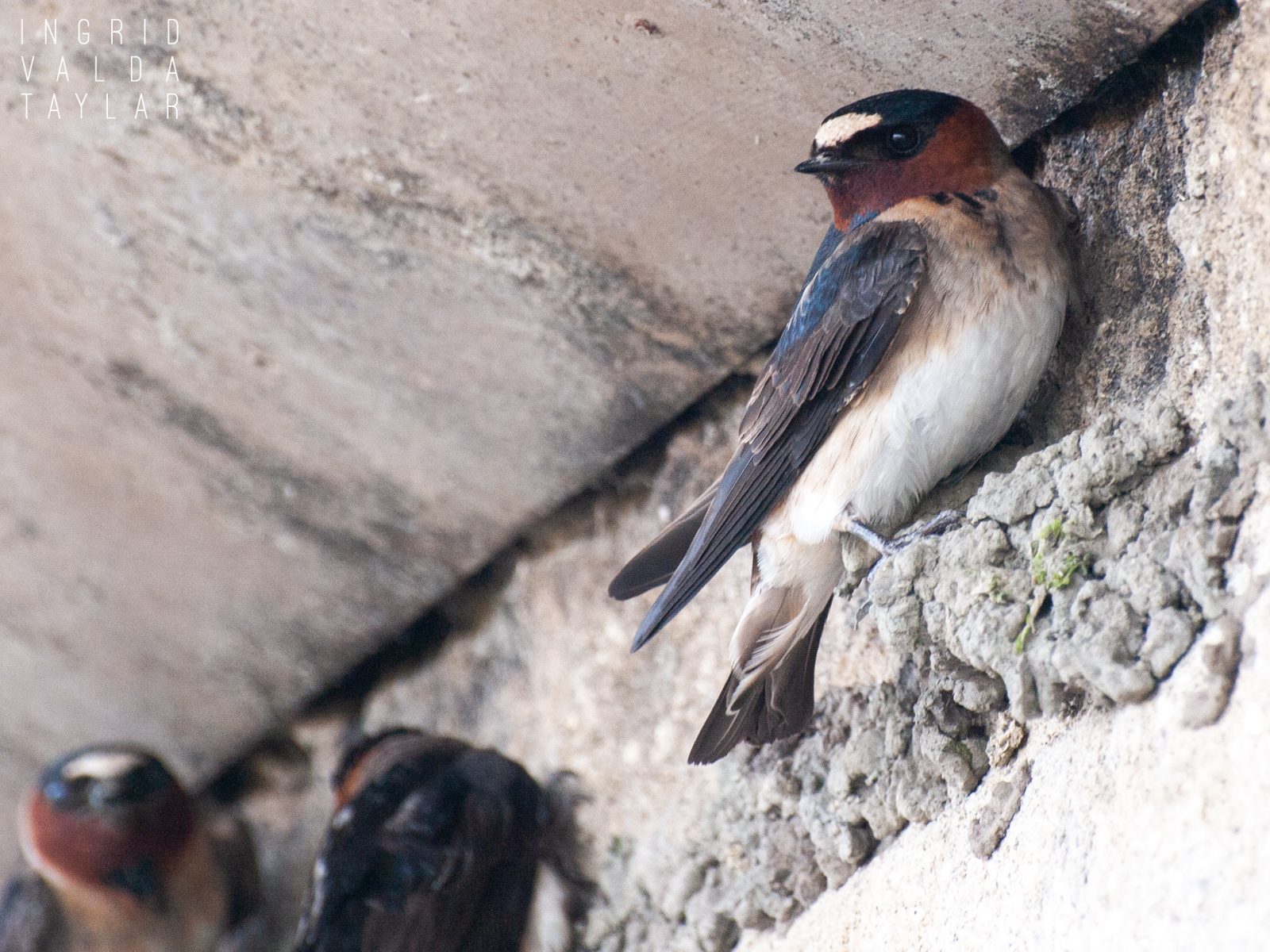 Cliff Swallows Building Nest at Palo Alto Baylands