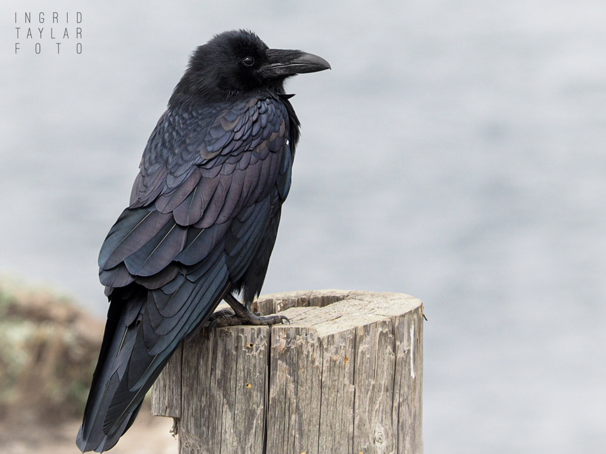 Common Raven Over the Pacific