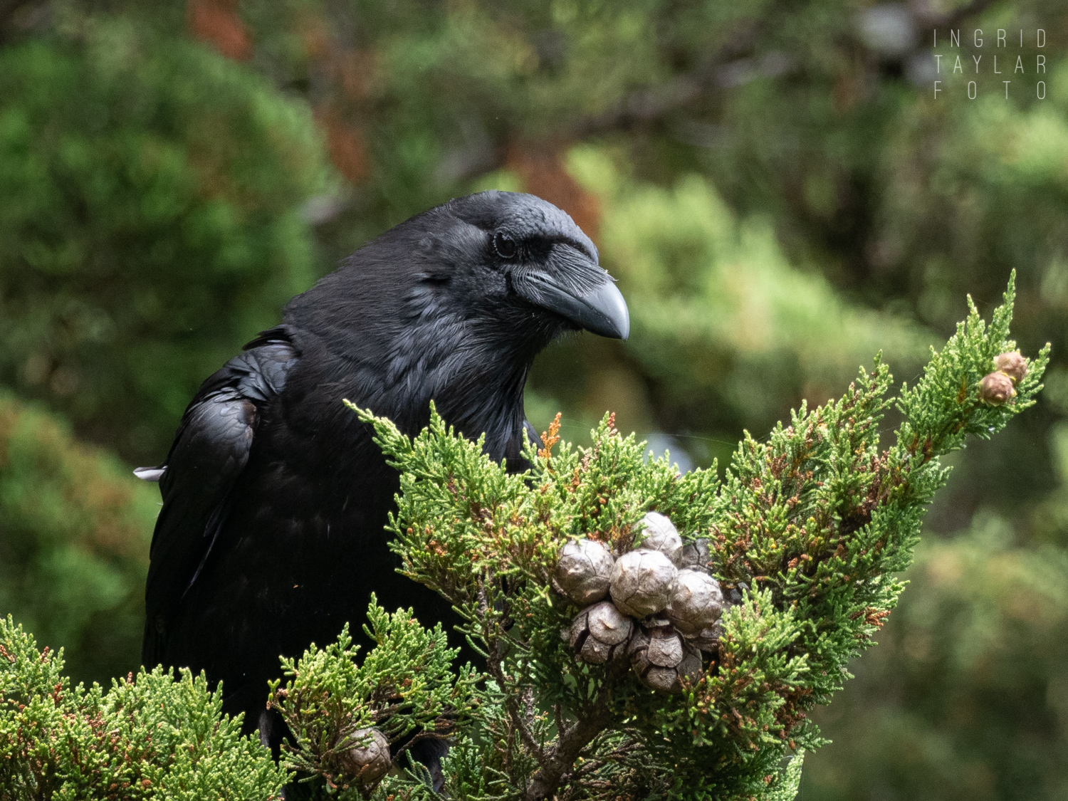 Common Raven in Evergreen Tree