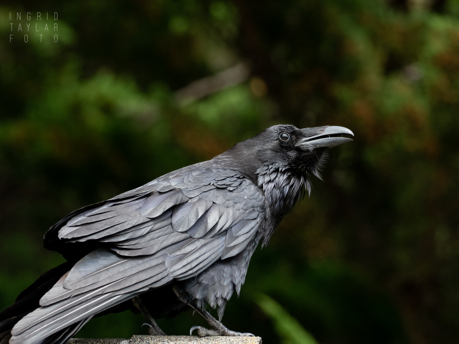 Common Raven in Mendocino