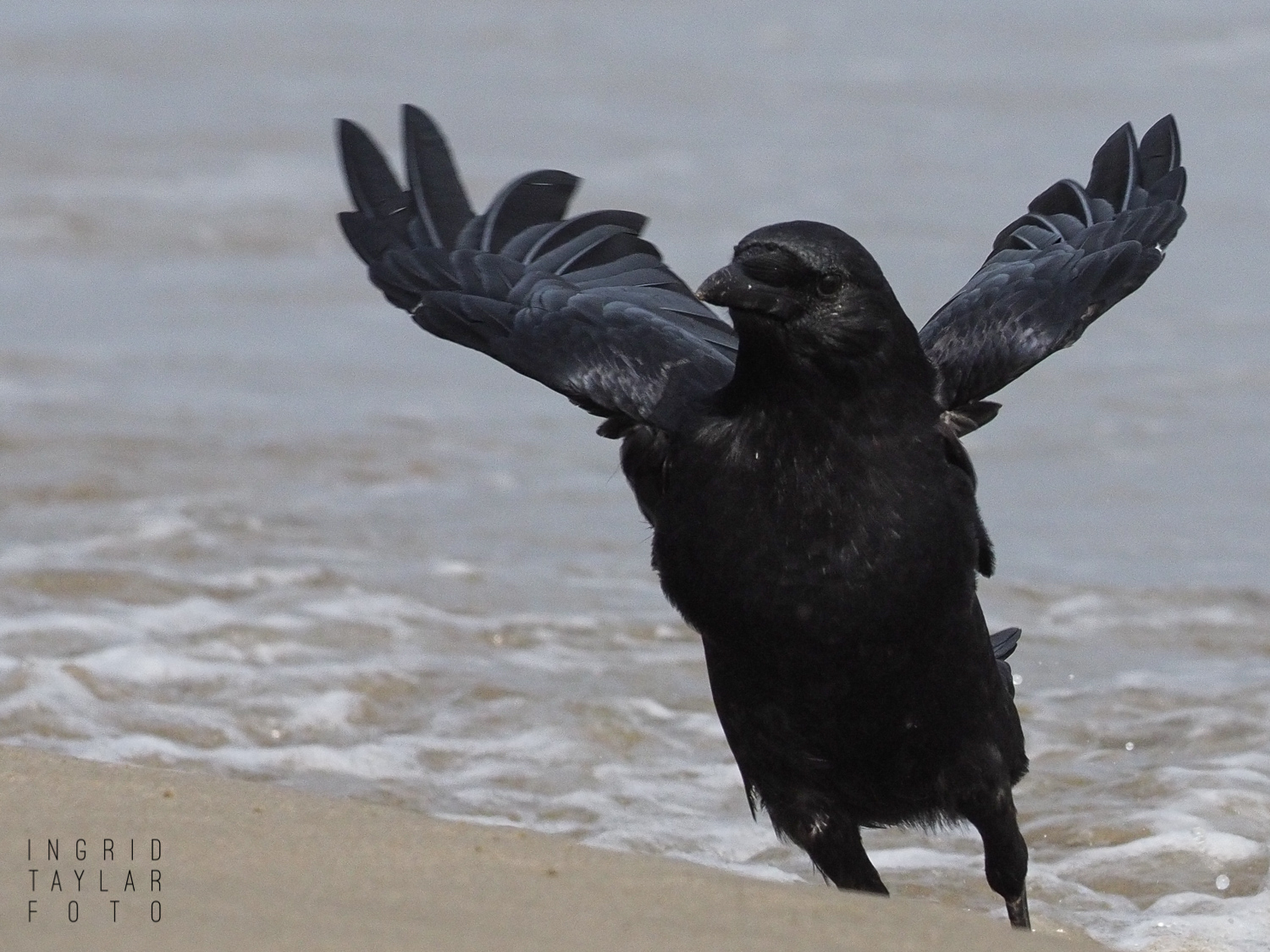 Crow Dodging Ocean Wave