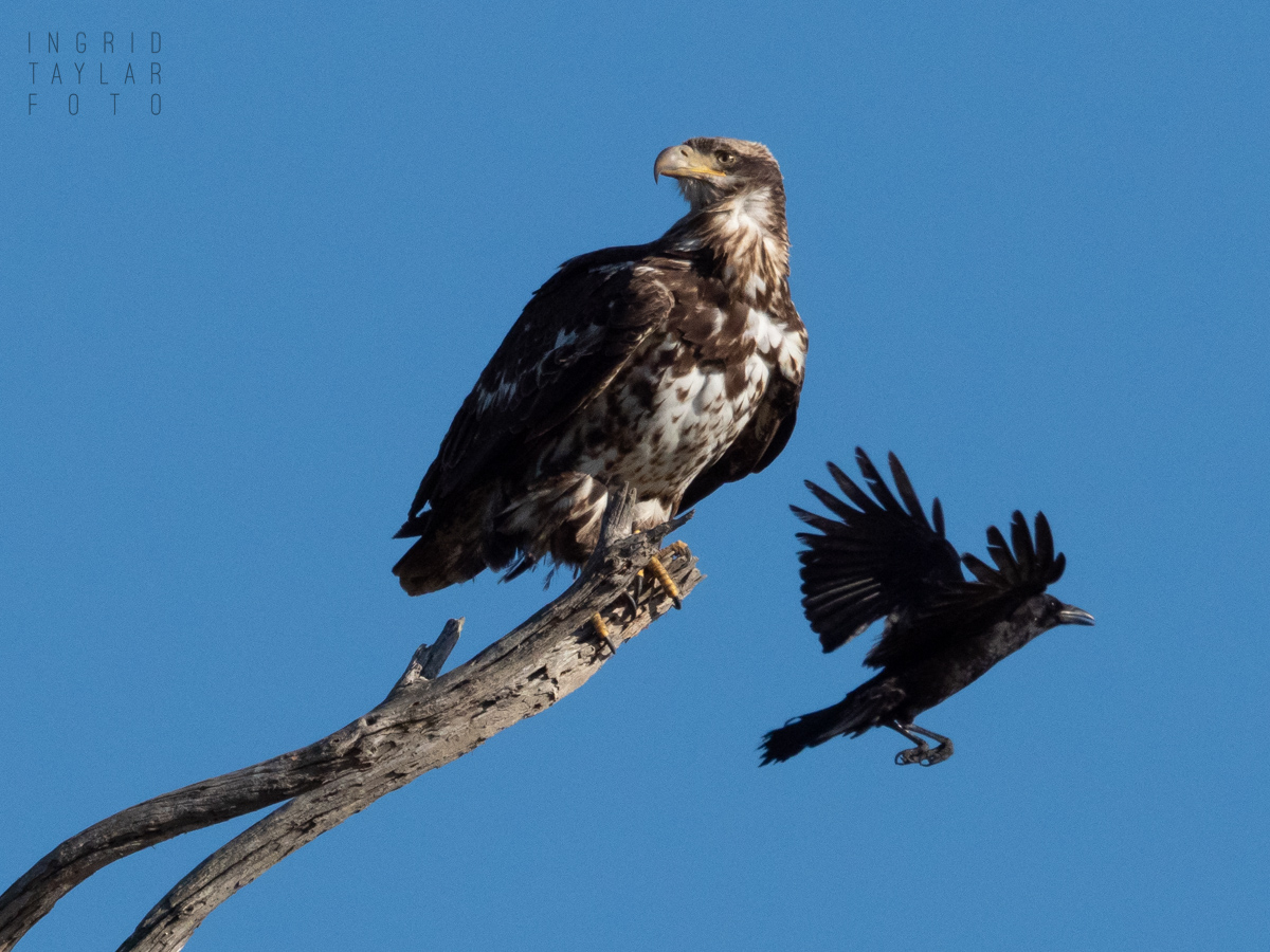 Crow Mobbing Juvenile Bald Eagle