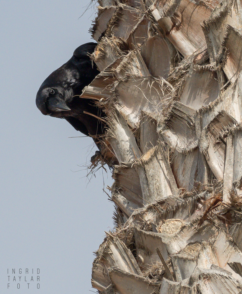 Crow on Palm Tree Trunk