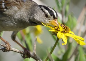 White-Crowned Sparrow Eating California Brittlebush