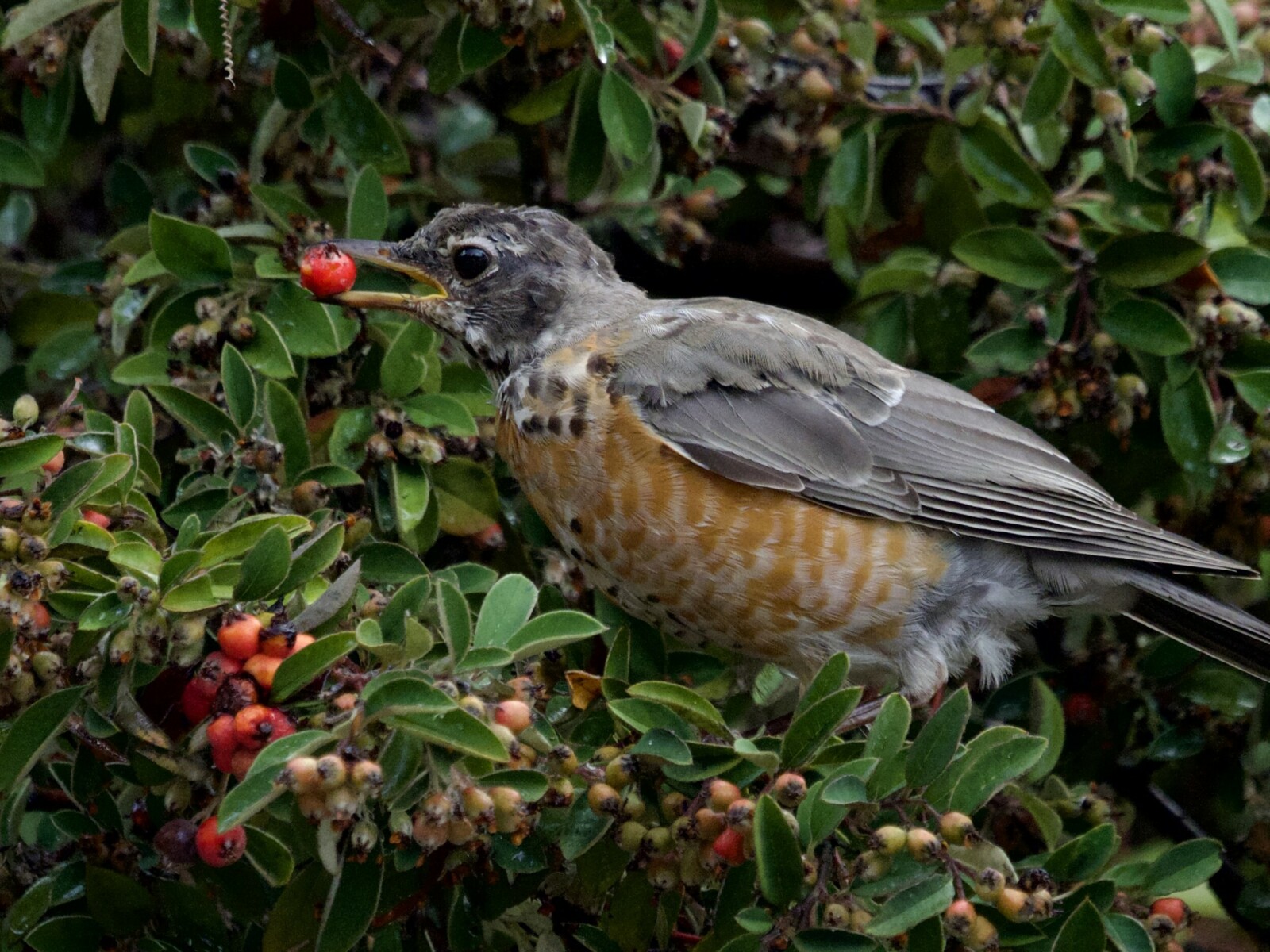 Juvenile Robin with Berry