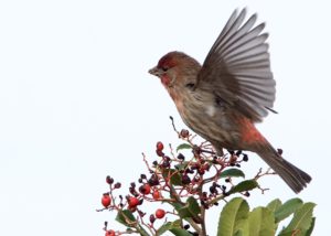House Finch on Berry Bush