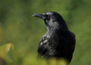 Northwestern Crow Profile