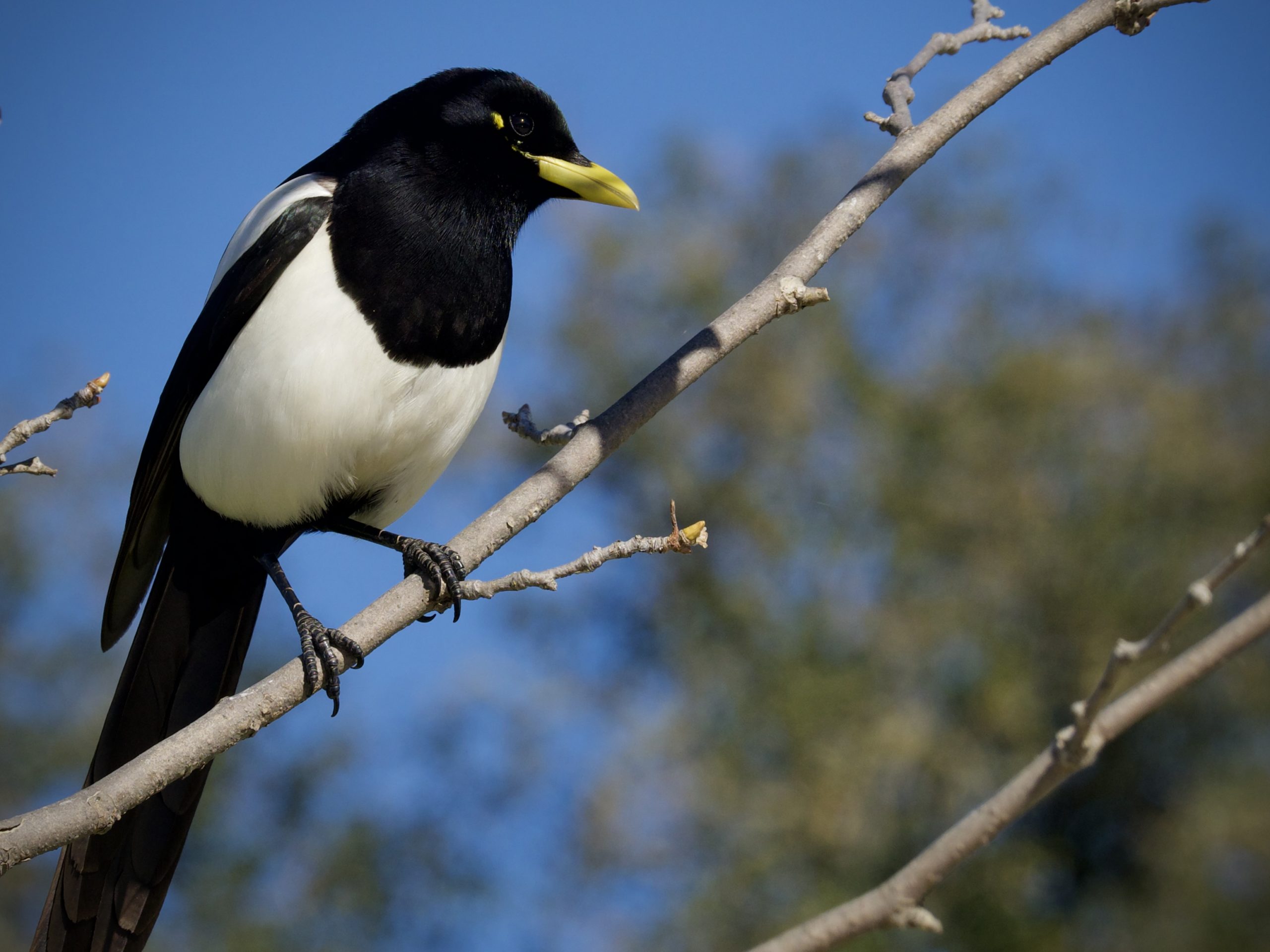 Yellow-Billed Magpie in Tree
