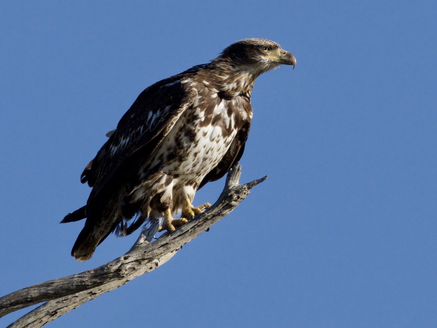Immature Bald Eagle on Branch at Bolsa Chica